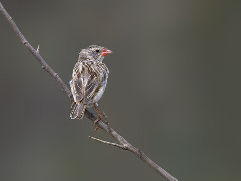 Red-billed Quelea on tree branch against gray background