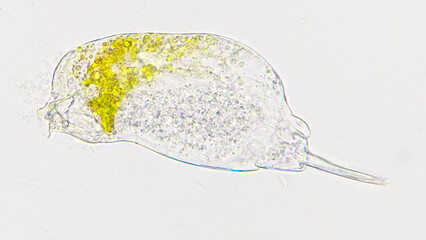 Living rotifer collected from the lake. Selective focus image