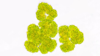 Freshwater microalgae, Botryococcus sp. This algae is lipid-producing microalgae that can be...