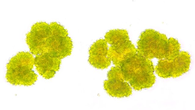 Freshwater microalgae, Botryococcus sp. This algae is lipid-producing microalgae that can be processed further into biodiesel. Live cell. Stacked photo