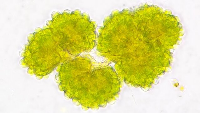 Freshwater microalgae, Botryococcus sp. This algae is lipid-producing microalgae that can be processed further into biodiesel. Live cell. Stacked photo