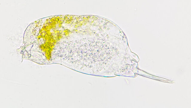 Living rotifer collected from the lake. Selective focus image