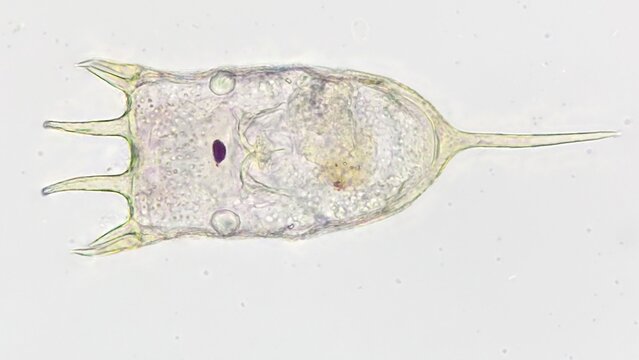 Freshwater rotifer, Keratella sp. Living sample. Stacked image