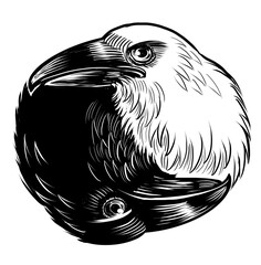 Crow birds as a yin yang symbol. Hand-drawn black and white illustration