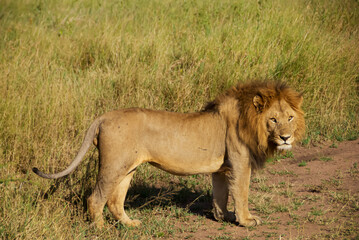 A Lion Resting in a Tanzanian Meadow
