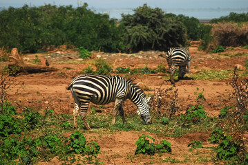 zebras in the serengeti national park