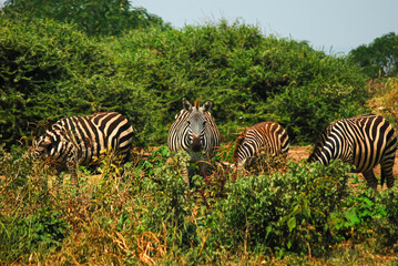 zebras in the wild
