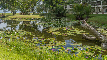 White and purple water lilies grow in a calm pond. The leaves float on the water. A picturesque snag lies nearby. Green grass, palm trees on the shore. A mirror image. Malaysia. Borneo. Kota Kinabalu.