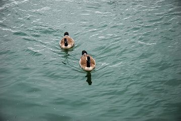 ducks in the water