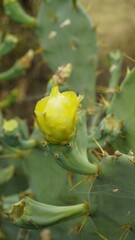 Flower of Opuntia stricta known as Erect prickly, Shellmound, Australian pest pear, Sour Prickle