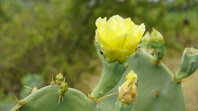 Flower of Opuntia stricta known as Erect prickly, Shellmound, Australian pest pear, Sour Prickle