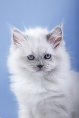 Blue-eyed Ragdoll kitten, blue studio ambiance. The pure white fur and mesmerizing gaze emanate innocence