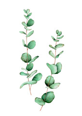 Eucaliptus watercolor composition on white background. Hand-drawn illustration for art prints, cards, invitations.