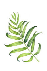 Palm branch watercolor composition on white background. Hand-drawn illustration for art prints, cards, invitations.