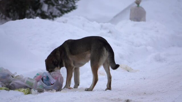 A homeless dog looks for food in the garbage in winter