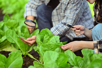 Two young farmers using magnifying glass to inspect plant disease and pest leaves in the organic...
