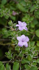 flowers of Barleria buxifolia also known as Box Leaved Barleria, Gandu chotte mullu, Karichulli