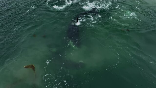 Killer whales hunt for prey. Killing a sea lion. Wildlife shot from aerial photography.