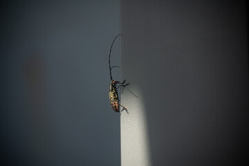 bug on a wall