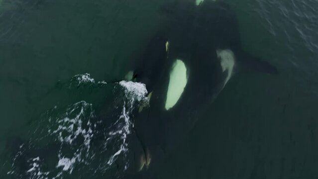 A pod of killer whales on the hunt. Aerial photography over the water. Two killer whales float on the water. Predatory underwater animals. Aerial photography of wildlife. Underwater life.