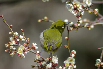 花が咲いた梅の木にとまる野鳥、メジロ