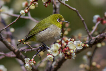 花が咲いた梅の木にとまる野鳥、メジロ