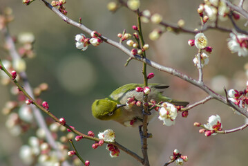 花が咲いた梅の木にとまる野鳥、メジロ