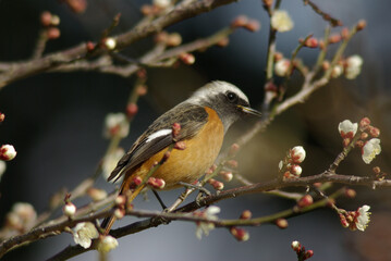 花が咲いた梅の木にとまる野鳥、ジョウビタキ
