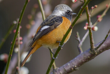 花が咲いた梅の木にとまる野鳥、ジョウビタキ