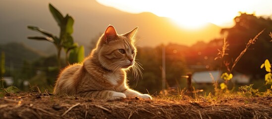 Thai cat enjoying sunset in natural surroundings.