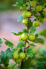 Gooseberries on a branch in the garden