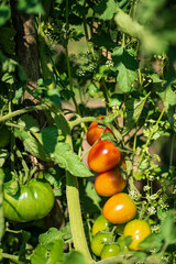 different tomatoes in the garden