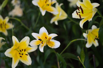 Fototapeta na wymiar Beautiful white lily in the garden. White lily (Lilium candidum) lit by the sun. 