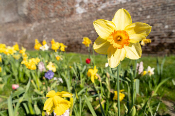 Fototapeta premium Dutch daffodils in the park on a sunny day in spring 