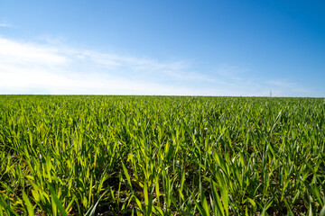 Growing crop field with blue sky in spring - obrazy, fototapety, plakaty