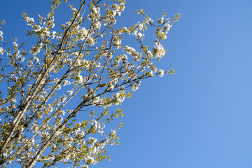 Tree branches with blossoms and blue sky in spring