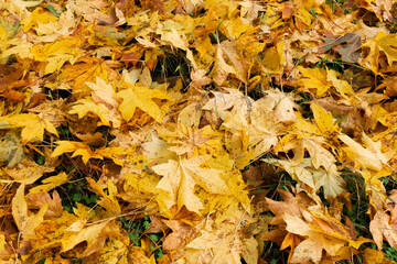 An abstract image of large autumn colored leaves covering the green grass. 