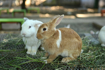 Two cute white and brown rabbits are eating grass with gusto.