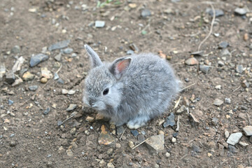 A little gray rabbit sitting on the ground