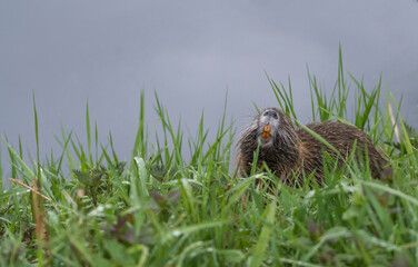 Ein Nutria im Gras zeigt seine orangenen Zähne