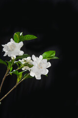 Closeup white gardenia with leaf on black background - 691790644