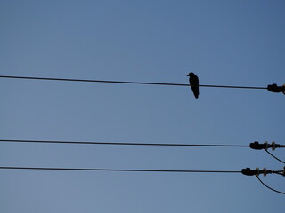 birds on wire