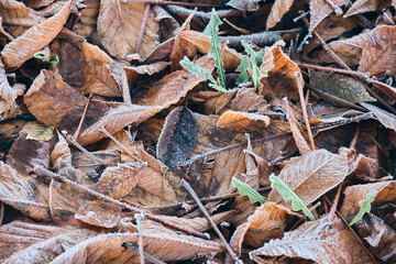 Feuilles mortes gelées
