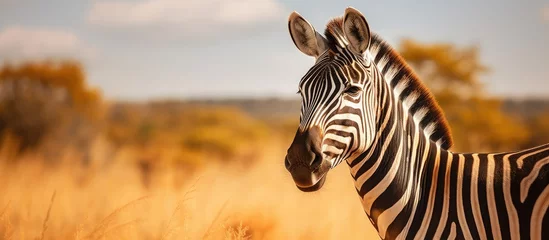 Deurstickers South African Zebra features © AkuAku