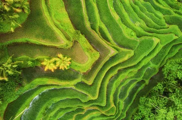 Fototapete Reisfelder Aerial view of rice terraces. Landscape with drone. Agricultural landscape from the air. Rice terraces in the summer. UNESCO World Heritage - Jatiluwih rise terrace, Bali, Indonesia. Travel - image