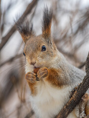 The squirrel with nut sits on tree in the winter or late autumn