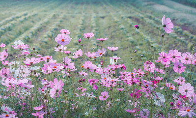 Fototapeta premium Vintage landscape nature background of beautiful cosmos flower field on the sky with sunlight in winter. vintage color tone filter effect