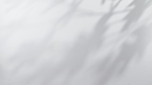 plant leaves sunlight natural shadow overlay on white wall background