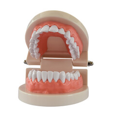 Teeth model isolated on transparent background, PNG File. Acrylic human jaw for studying oral hygiene.