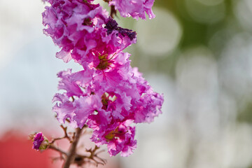 Close-up of purple lagerstroemia hybrid flower blooming on tree branch	
